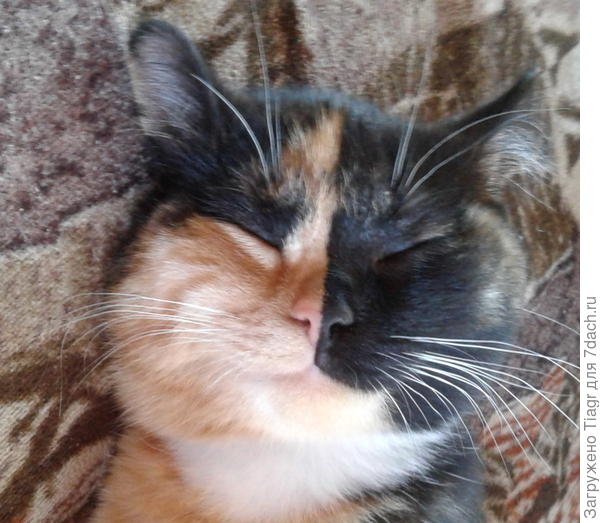 типа сплю)))