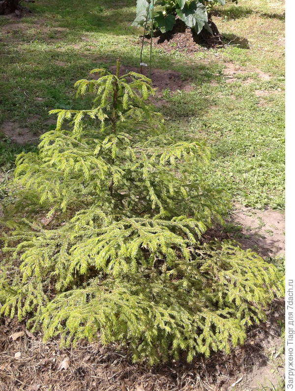 Уже точно знаю, что прижилась)))