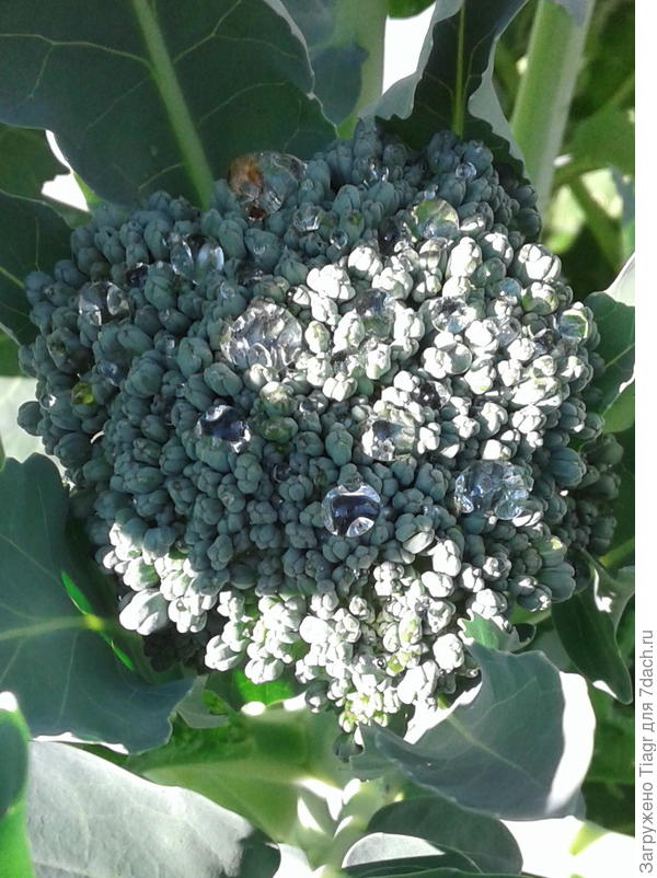 У меня такая брокколи