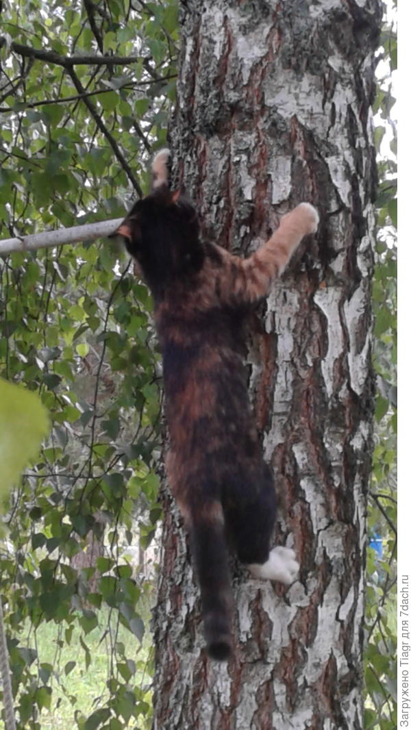 Вот нашла кое-какое фото