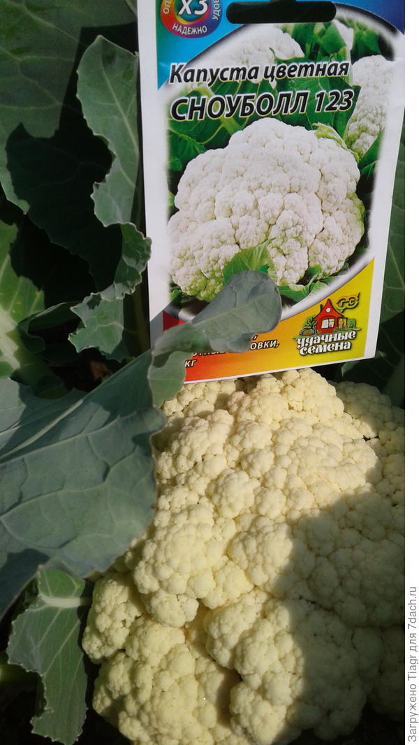 Вот такая "Сноуболл 123" от агрофирмы "Поиск"