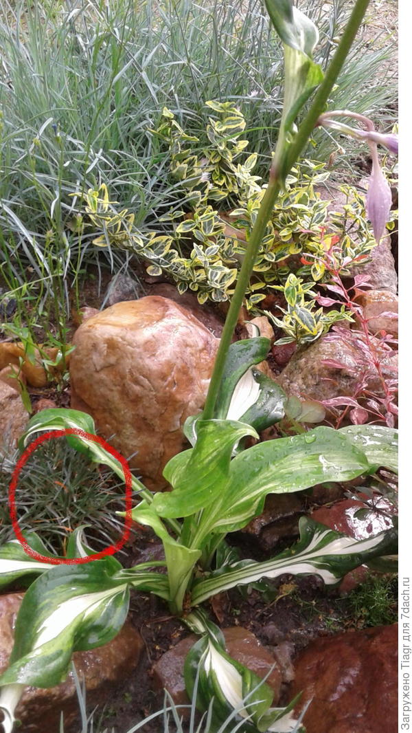 в кружок обвела.