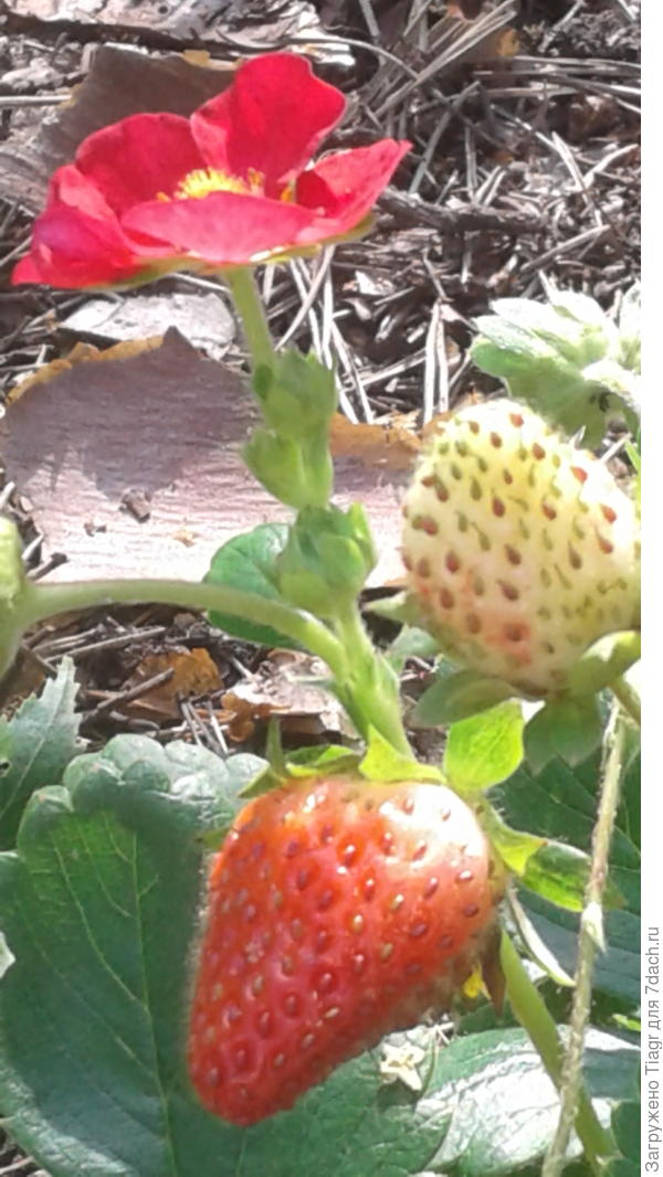 Это тебе гостинчик от Тигры))))