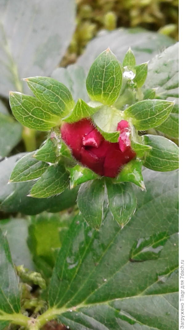 Это бутон земляники после дождя