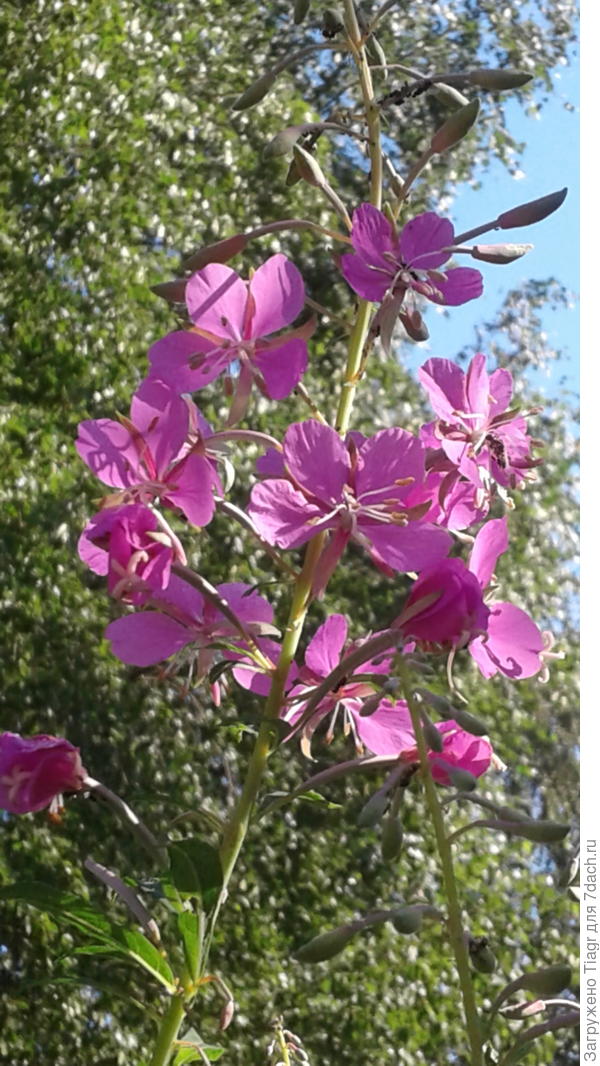 Отправляю Ивана во Францию)))) Пусть расцелует за всех нас)))) (Иван-чай, выручай и приветы передай))))))))