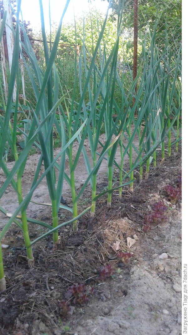 Такой чеснок вырос на песчаной земле и корнях пырея