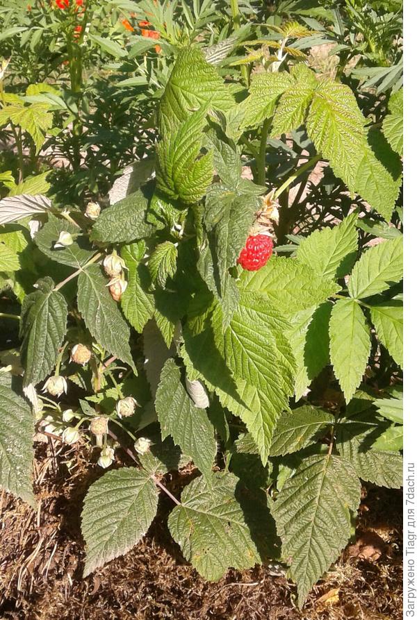 мох под ногами кустиков