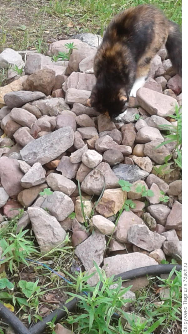 не копать изначально не получается, так как сеять мешает и бурьян, и кустарники, и множество камней. Вот такое богатство откапываем))))