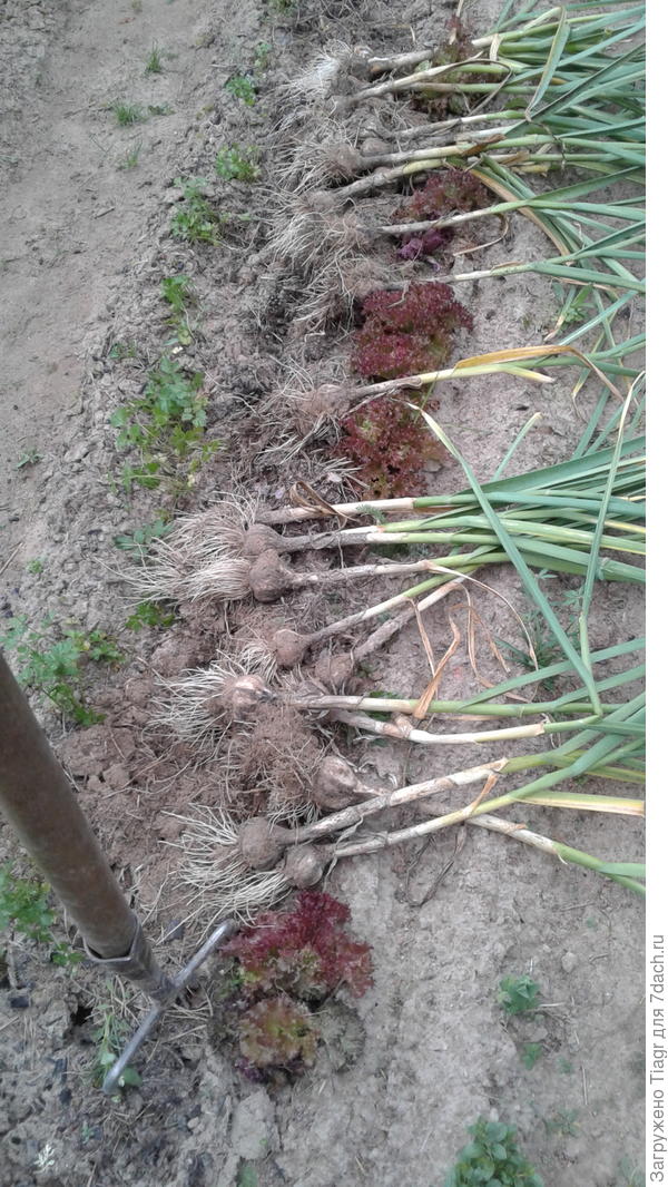 Пырея нет, есть лишь чеснок (Про салат промолчу, так и не съели)