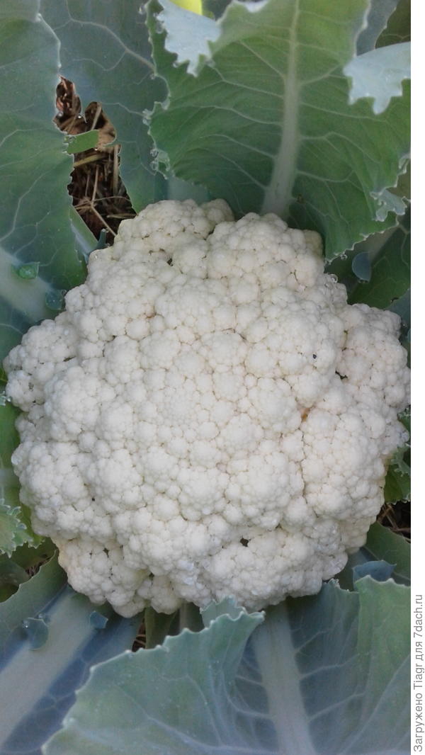 цветная капуста