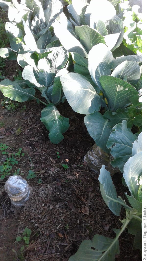высадили рассаду капусты, которая отблагодарила урожаем
