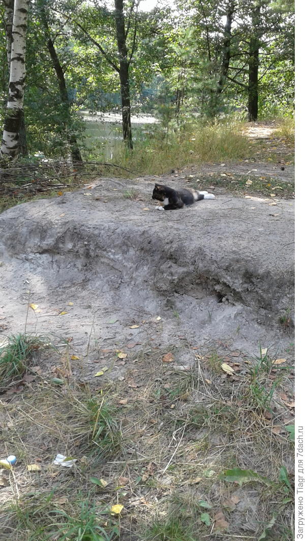 Пляжи, пески, карьеры песчаные  Это озеро лесное в 300 метрах от участка. Почву здорово видно.