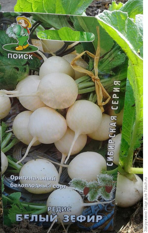 Белый зефир