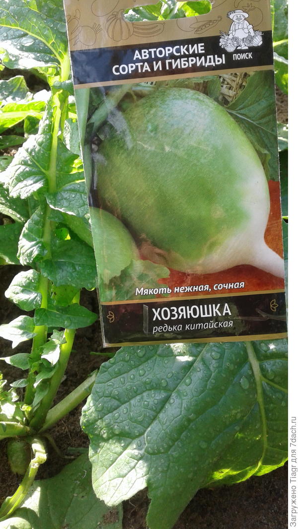 "Хозяюшка" через месяц после посева