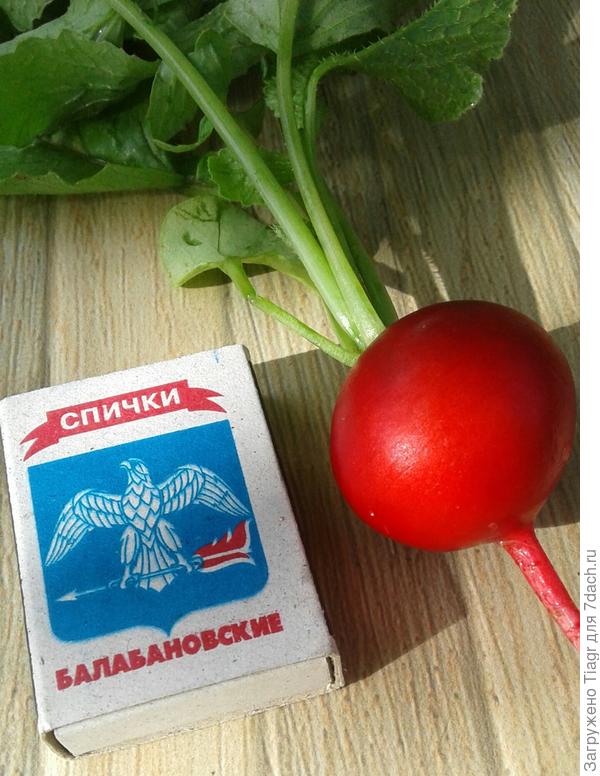 Яркая, сочная - так и просится на стол))))