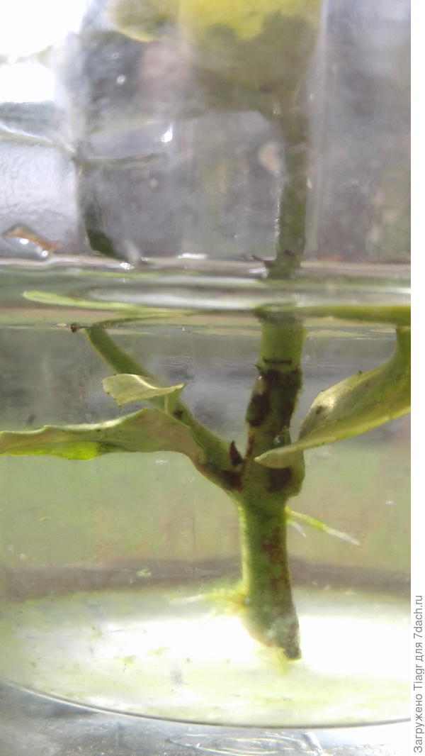 Видишь, корешки уже?