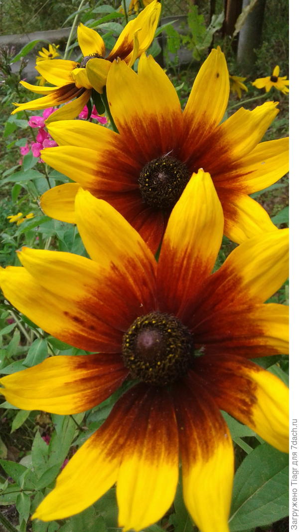 вмднеются на моей &amp;quot;ясельной&amp;quot; клумбе. Типа, что надыбала, то и приволокла, а потом разберусь))))