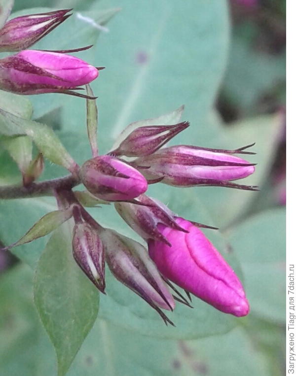 А эти не знаю, какие