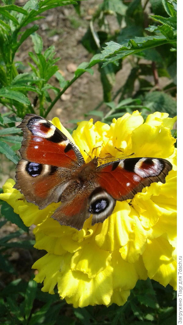 Сегодня такая красота летала над цветами.