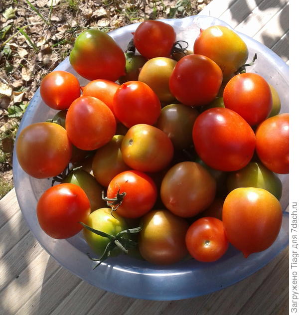 Сегодня собрала часть помидоров в теплице  &quot;Сибирский агроном&quot;