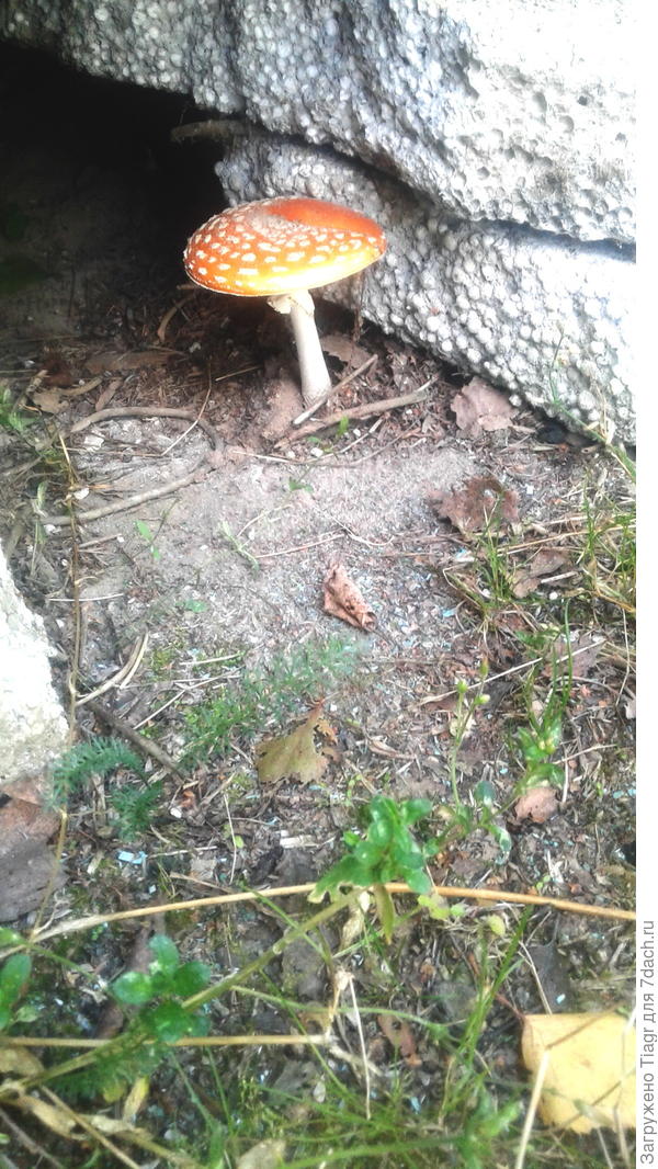 почти под домом