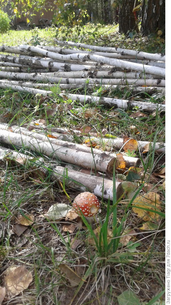 этот кто-то надкусил