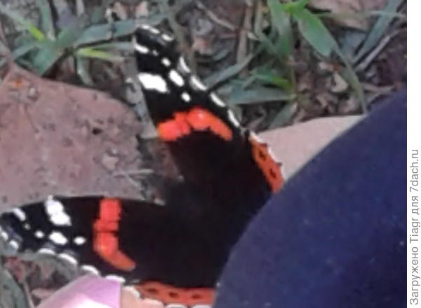 уселась на ноге