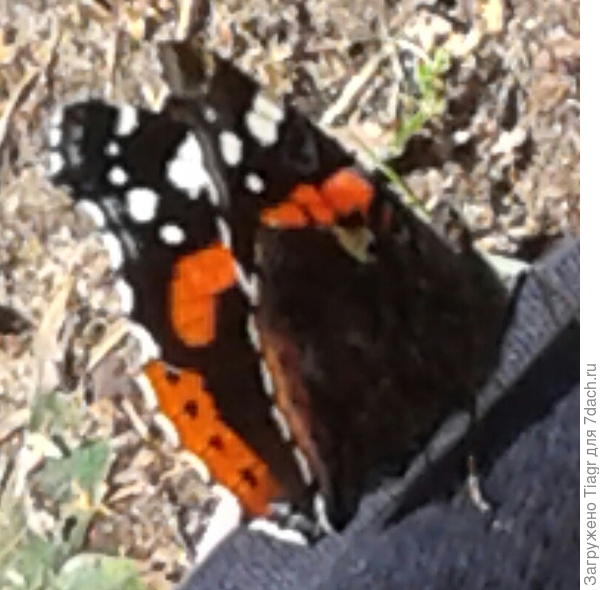 меняла дислакацию