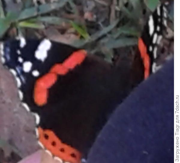 а она &amp;quot;ходила&amp;quot; со мной