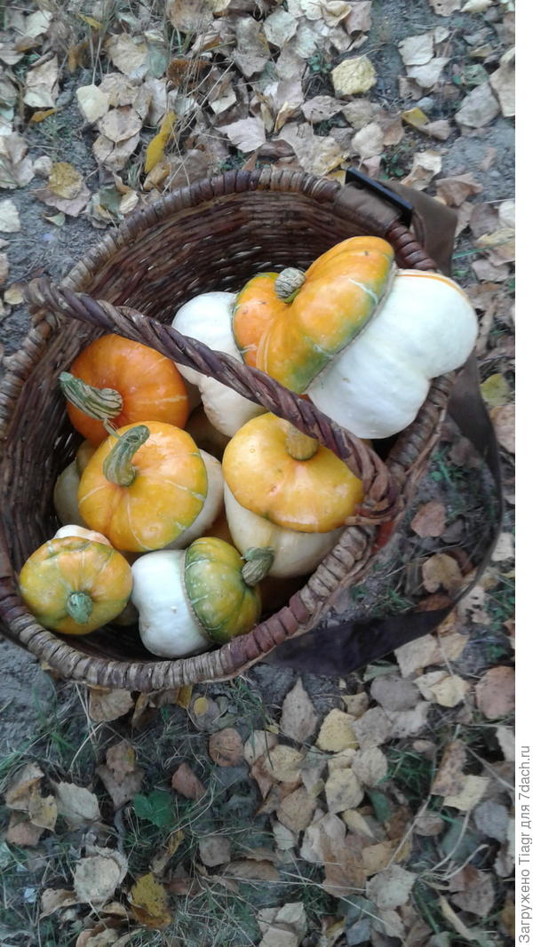 в срочном порядке собрала оставшиеся грибочки