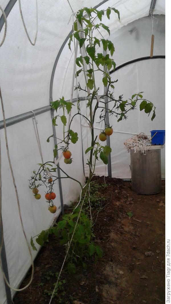 Фото вчерашнего дня. Тмат в теплице "Сибирский агроном"