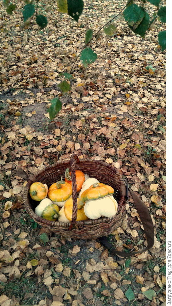 Мы тоже &quot;грибочки&quot; и тоже в корзинке))))