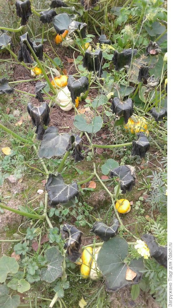 Почернели листья тыковок