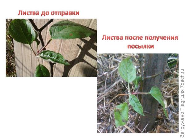 ДО и ПОСЛЕ