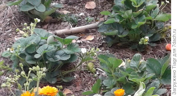 Карамельки