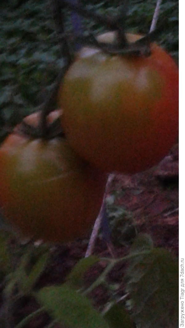 Последние экстремалы)))))))