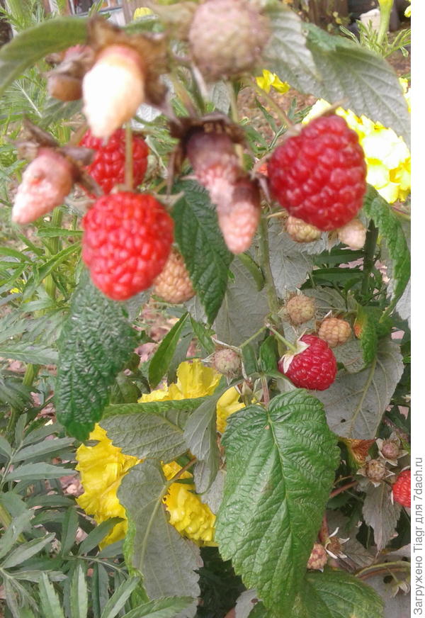 Вот так я &quot;подружила&quot; малину и &quot;Улыбку&quot;)))))