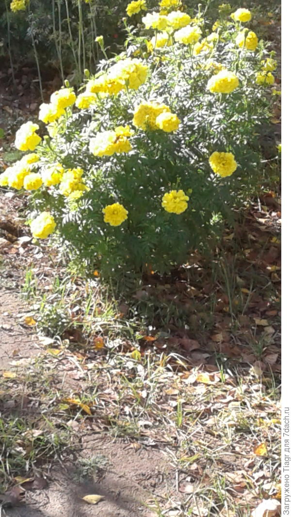 &quot;Улыбка&quot; сегодня)))