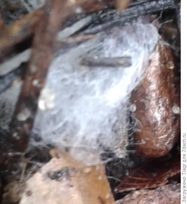 Это оно растёт?