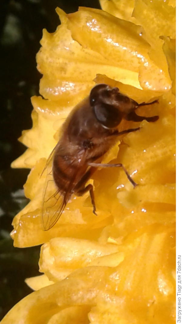 Она тоже любит жёлтый))))