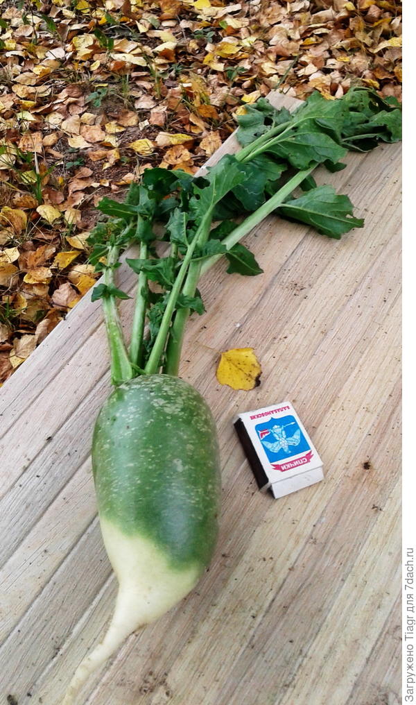 Корнеплод