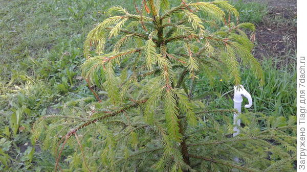 Вот видишь - палка от зонта