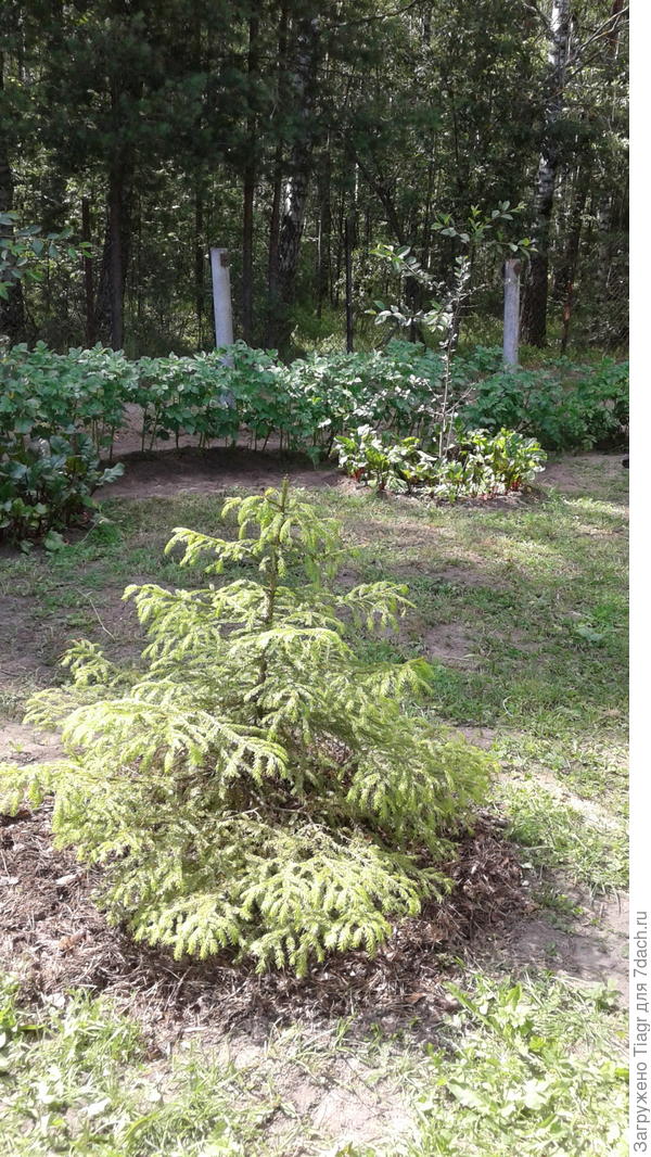 вот такую игрушку посадила