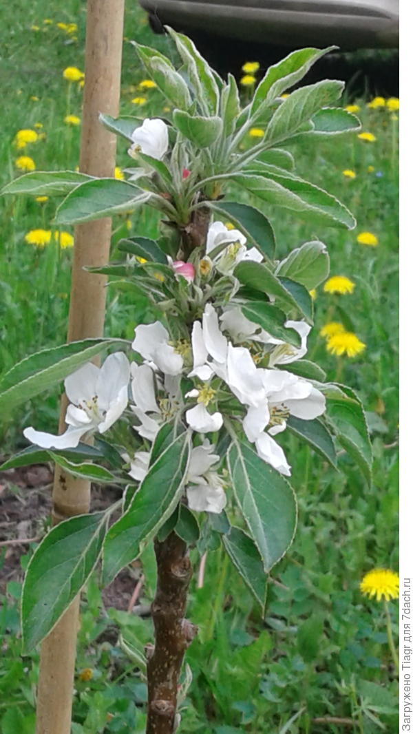 Зацвела китайка - двулетний саженец. Фото здесь размешала и рассказывала о покупках https://7dach.ru/Tiagr/kak-priz-ot-poiska-pomog-otkryt-poisk-123933.html
