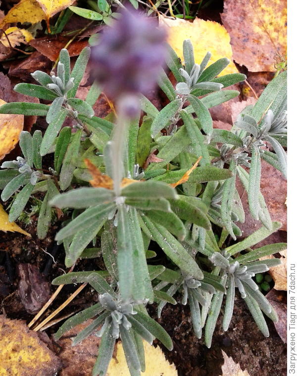 Моя лаванда перед зимовкой. Середина октября.