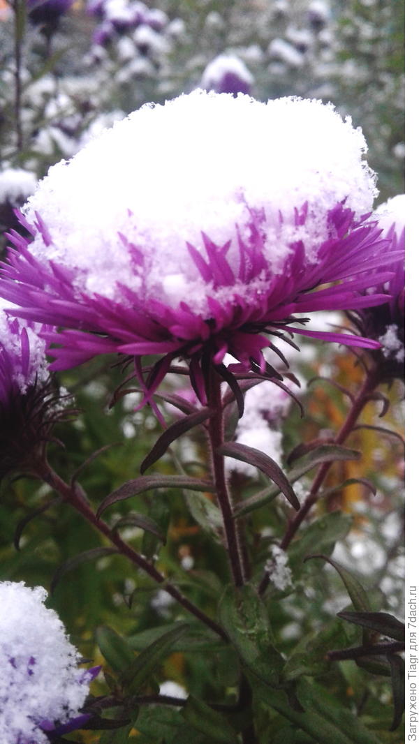 Оставайся такой же исскренней и озорной, как этот первый снежок))))