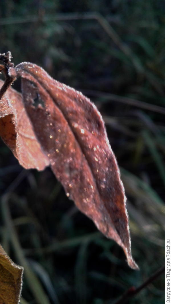 Посмотри, листок усыпан стразами)))