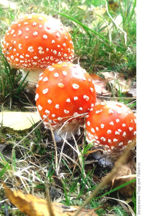 Мои родные))))