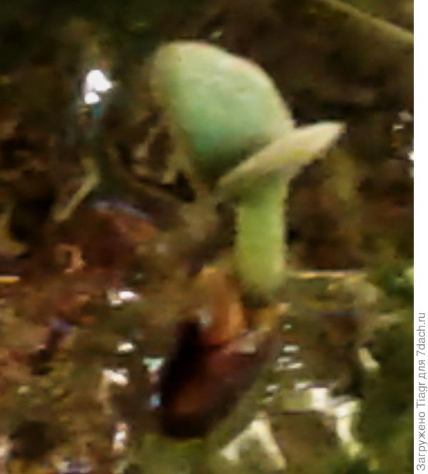 Сегодня обнаружила прорострки))))