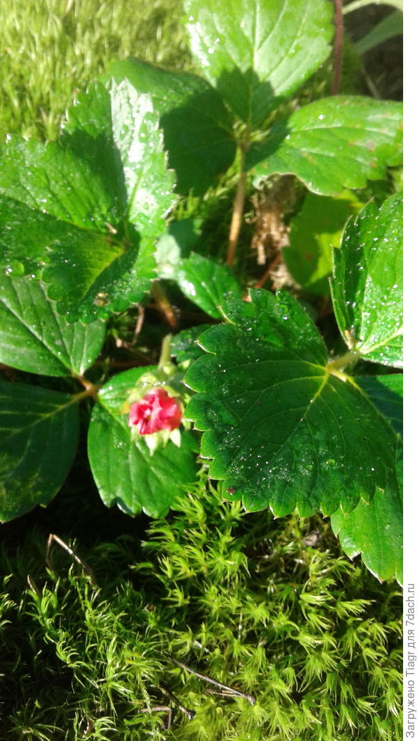 Мох уложен вокруг кустика земляники целым пластом